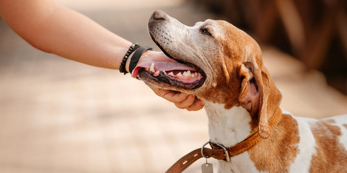 Caresser son chien : pourquoi aime-t-il les grattouilles ?