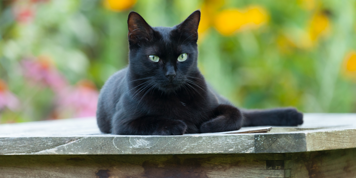Le chat noir : porte-bonheur ou malheur ? – ÉQUILIBRE & INSTINCT