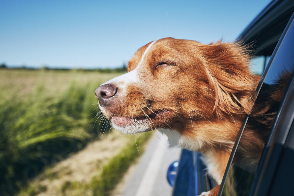Comment voyager en voiture avec un chien? - Le Parisien